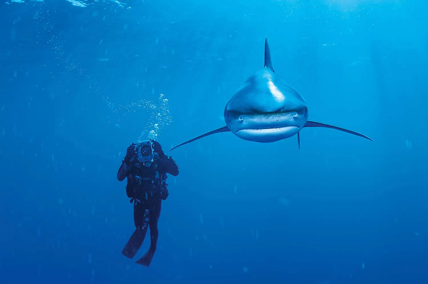 Clementoni National Geographic Puzzle Whitetip Hai 1000 Teile