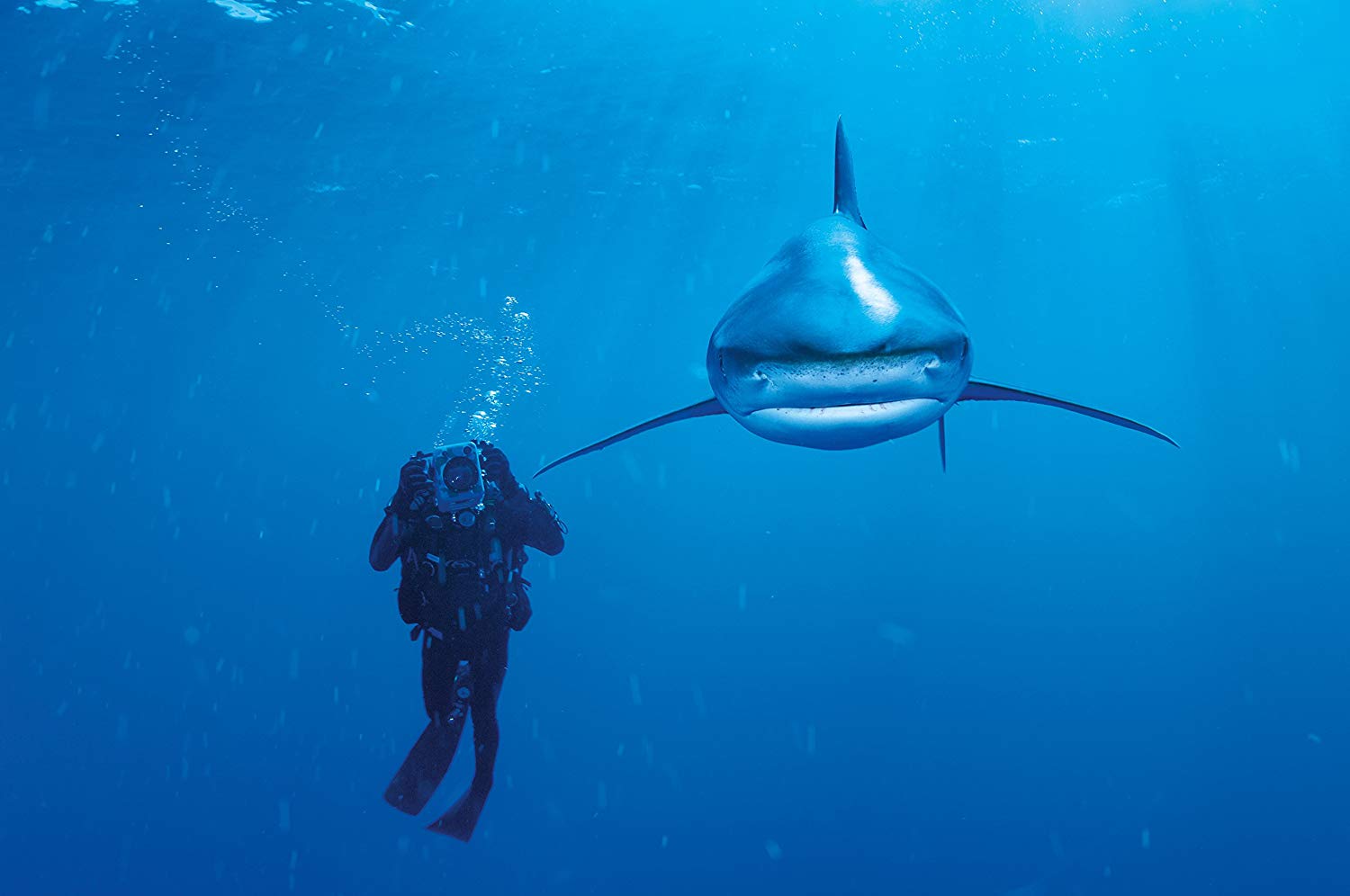 Clementoni National Geographic Puzzle Whitetip Hai 1000 Teile Clementoni National Geographic Puzzle Whitetip Hai 1000 Teile