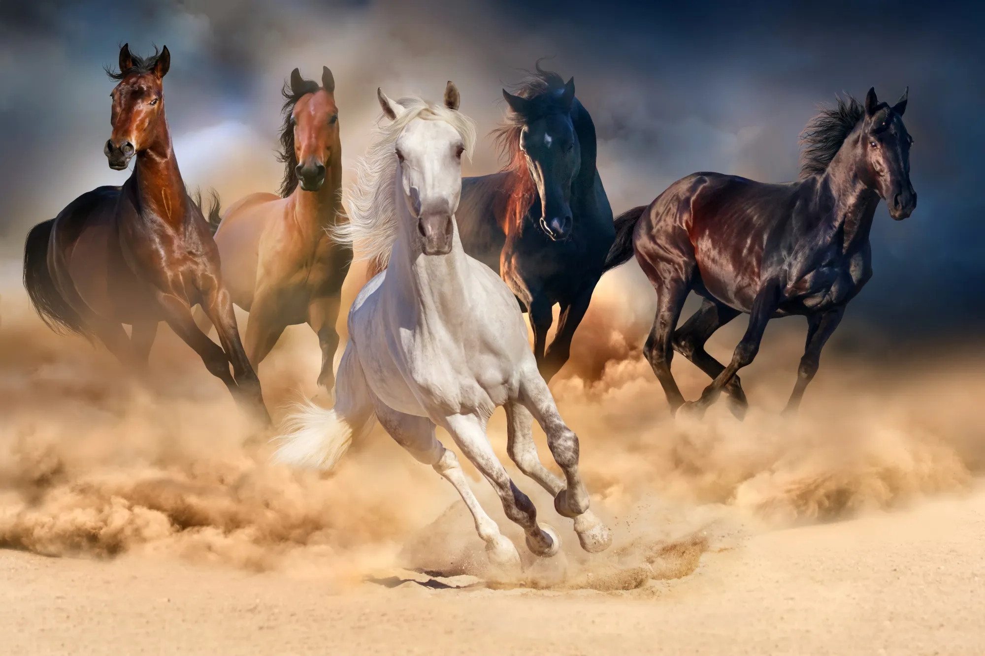Puzzle inkl. Matte - Herd of Horses (1000 Teile)