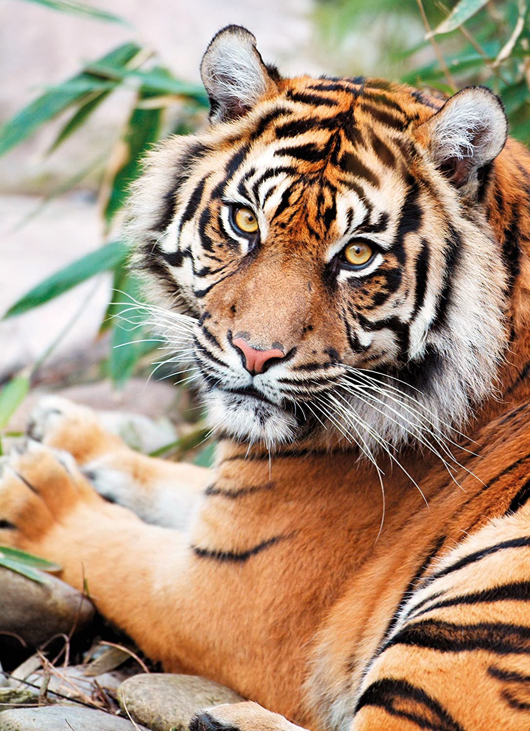 Clementoni Puzzle 39295 - Sumatran Tiger (1000 Teile)