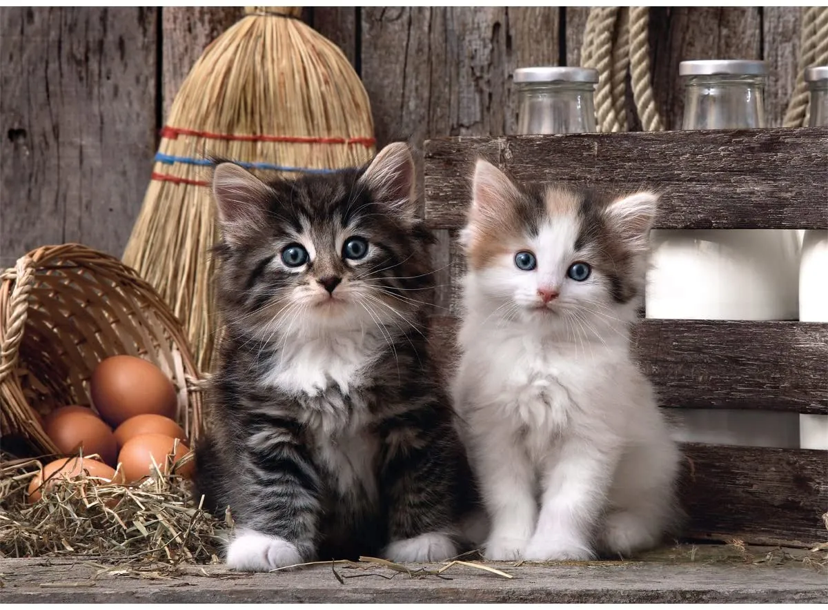 Clementoni High Quality Collection Puzzle "Lovely Kittens" 1000 Teile