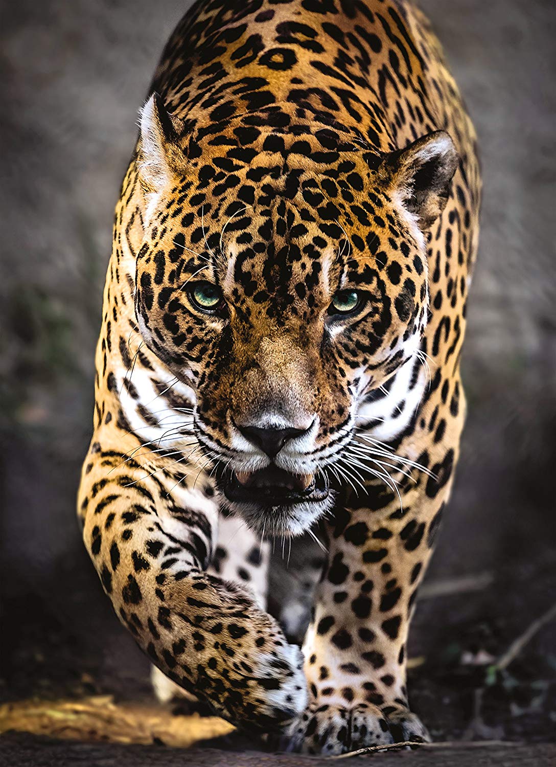 Clementoni High Quality Collection Puzzle "Der Gang des Jaguar" 1000 Teile