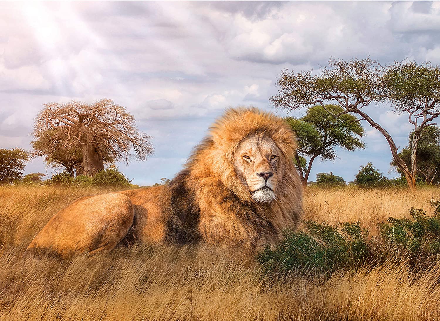 Clementoni High Quality Collection Puzzle "The King" 1000 Teile