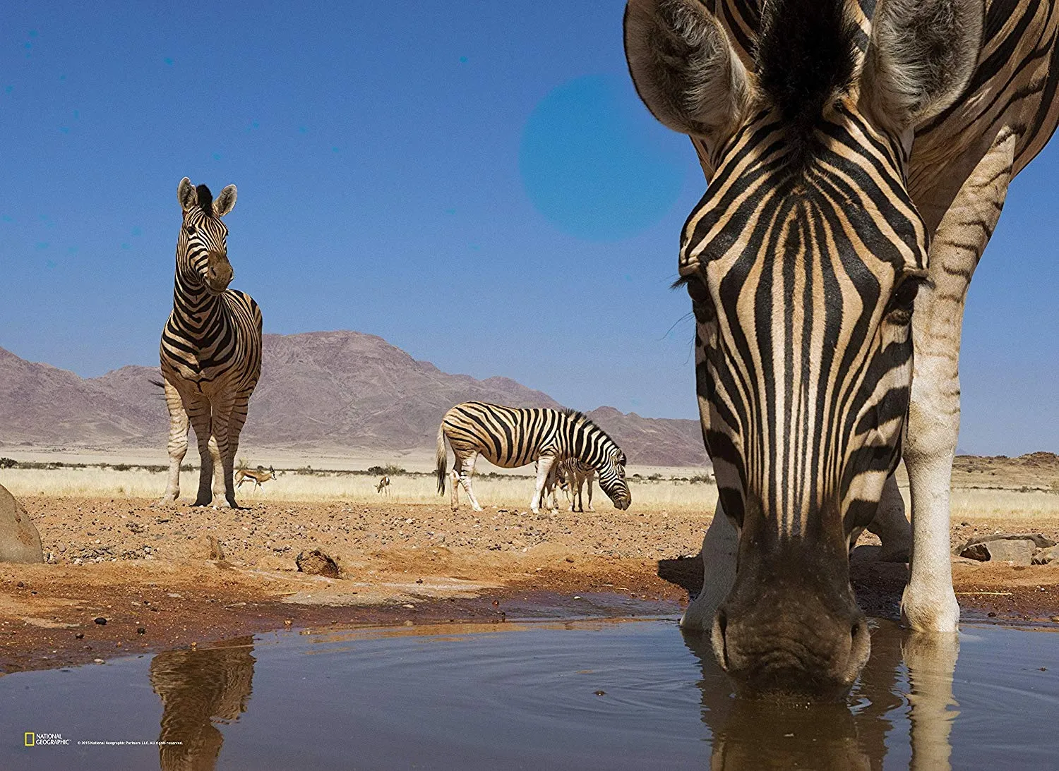 Clementoni National Geographic Puzzle Zebra trinkt an einem Wasserloch 1000 Teile